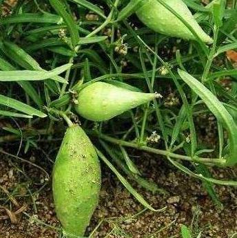 專家提醒：使用地梢瓜須格外注意及地梢瓜圖片！