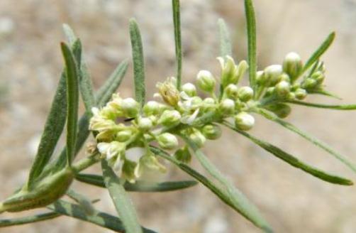 地梢瓜的形態(tài)特征！