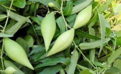 中藥地梢瓜的形態(tài)特征有哪些?地梢瓜不宜過量食用