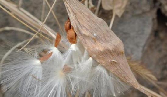 地梢瓜的使用注意！