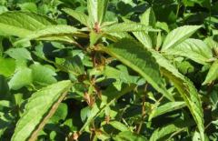 中醫(yī)多用入地金牛止牙痛，緩解疼痛的方法還有哪些？