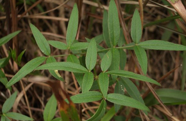 隔山香的功效與作用