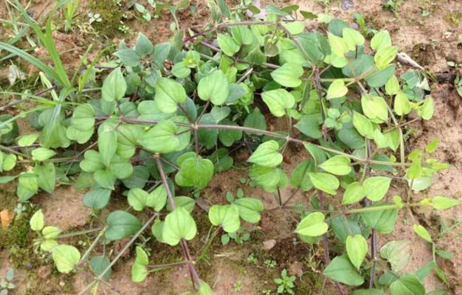 瓜子金的圖片 瓜子金的圖片