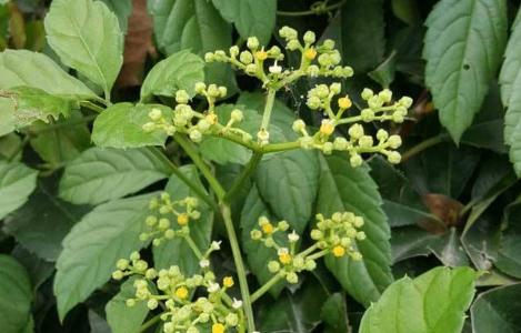 五爪風(fēng)原形態(tài)！