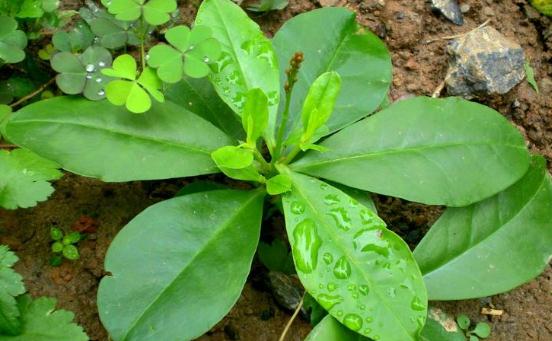 假人參的食用價(jià)值！