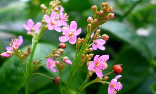 假人參的食用價值！