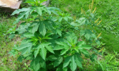 中藥豚草會導(dǎo)致哮喘病的發(fā)生，那豚草有哪些特征呢？