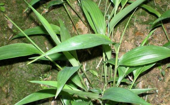 碎骨子的功效與作用