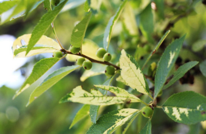 落霜紅的生長環(huán)境