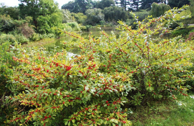 落霜紅的植物形態(tài)
