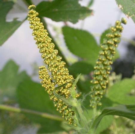 豚草與艾蒿的區(qū)別有哪些？豚草過(guò)敏的危害有哪些？