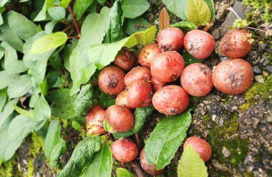 野地瓜的功效與作用