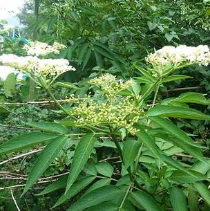 中藥蒴藋的藥用價(jià)值有哪些？