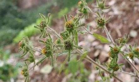 希薟草的功能主治！