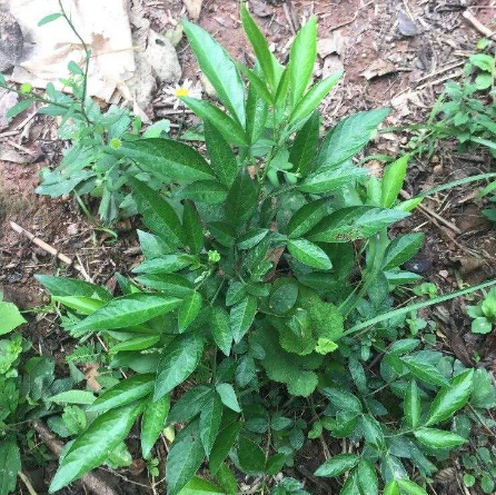 中醫(yī)解讀餓螞蝗的功效與作用及其用藥禁忌！
