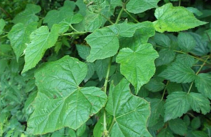 高粱泡葉的圖片