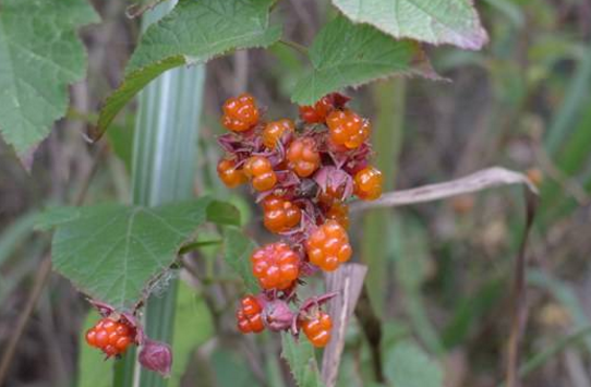 高粱泡葉的應(yīng)用