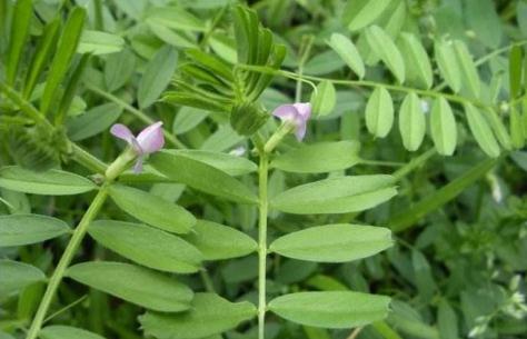 大巢菜的烹調(diào)小技巧！