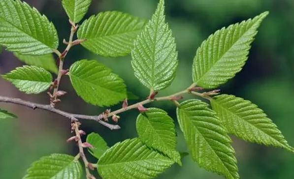 櫸樹葉?。?！