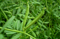 失眠煩躁怎么辦？中藥大巢菜來幫您！