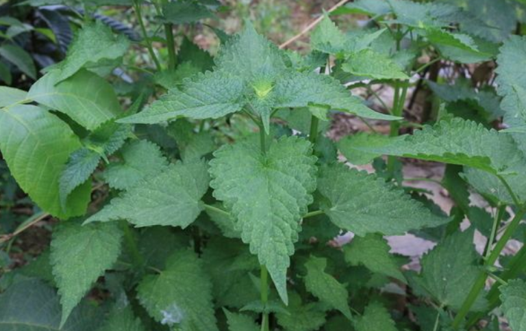 藿香的功效與作用