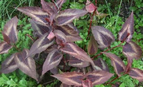 赤脛散功能主治！