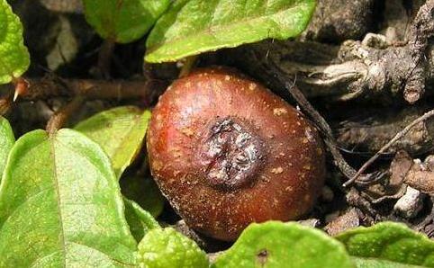 野地瓜分布范圍！