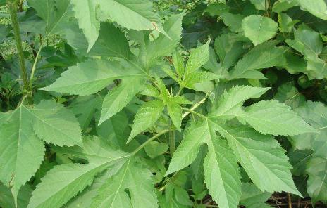 豚草過敏用什么方法來治療！