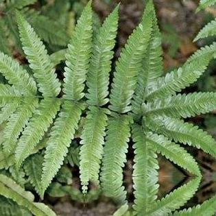 豬鬃草的植物形體及其治療小兒尿結(jié)的方法？