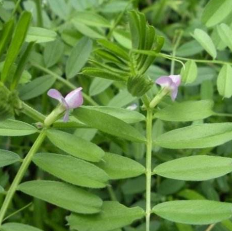 中藥大巢菜的營(yíng)養(yǎng)價(jià)值及其食用方法推薦！