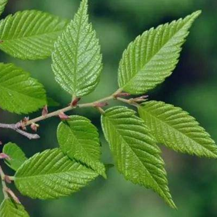 中醫(yī)詳解榆樹(shù)和櫸樹(shù)的6大區(qū)別，千萬(wàn)別再搞混了！