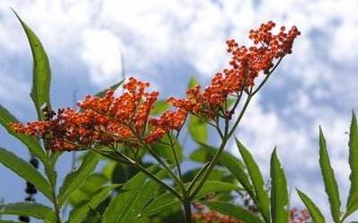 血滿草治療小兒麻痹的方法？