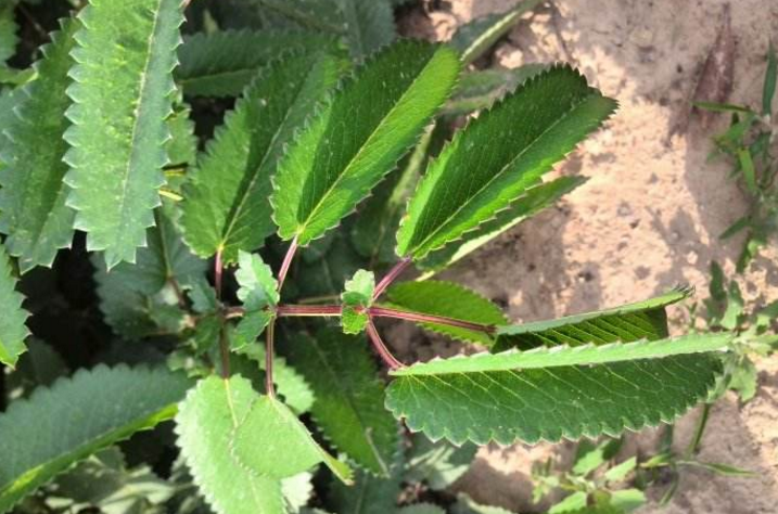 地榆的功效與作用