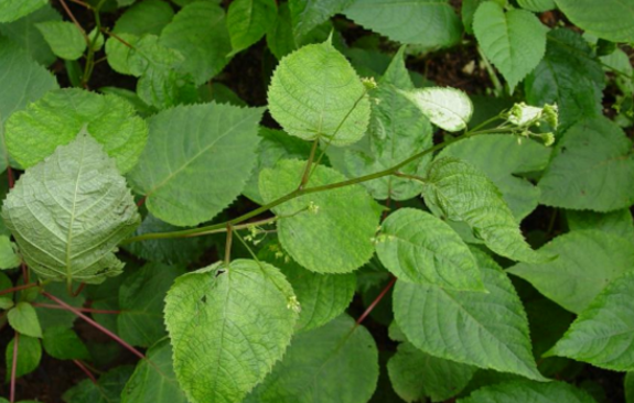 大九股牛的圖片