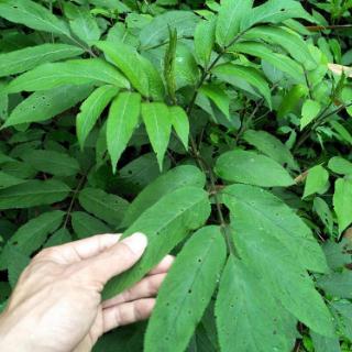 中草藥蒴藋加速骨折愈合！