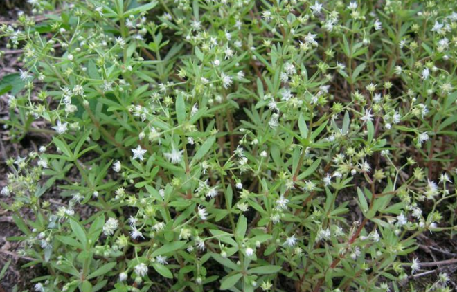 崖松的應(yīng)用 崖松的應(yīng)用