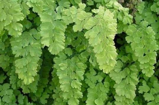 豬鬃草的應用 豬鬃草的應用