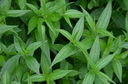 糯米藤形態(tài)特征！