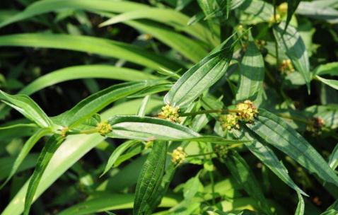 糯米藤藥用選用！