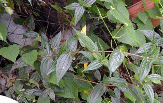 糯米藤種植技巧！