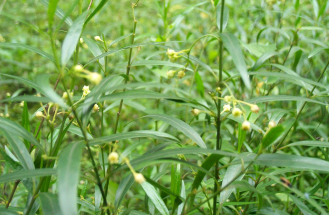 徐長卿的功效與作用