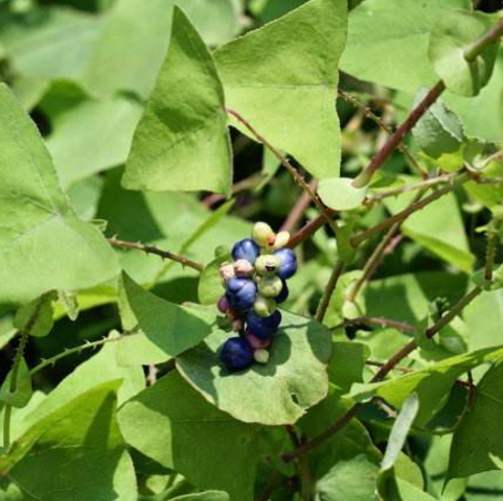 杠板歸的功效與作用有哪些？中醫(yī)推薦用杠板歸搭配冰片和麻油能治療黃水瘡哦