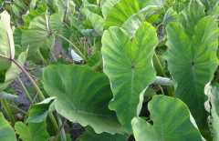中藥材菱莖治療胃潰瘍的方法有哪些?菱莖的圖片