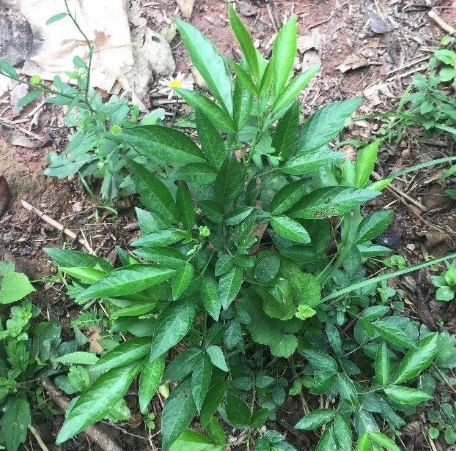 中藥材餓螞蝗的藥材性狀及其圖片價值賞析！