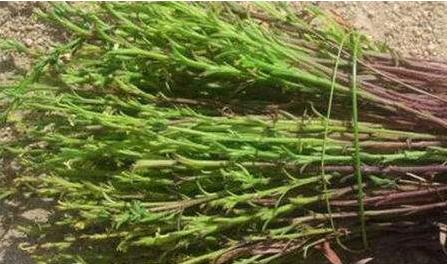 獨腳柑的植物形態(tài)！