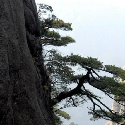 崖松的藥理作用及其相關(guān)配伍應(yīng)用！