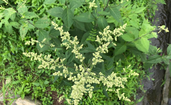 劉寄奴的應(yīng)用