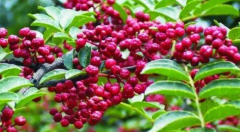 泡椒芹菜牛肉絲的制作方法及其注意事項！