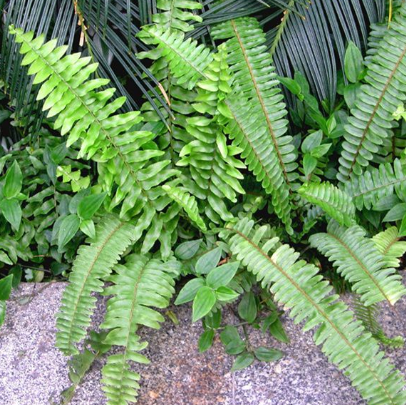 中醫(yī)提醒:蜈蚣草泡酒喝雖有祛風(fēng)除濕的功效,但切記不可隨意亂用!