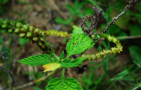 大尾搖的功效 大尾搖的功效
